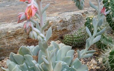 Jardín botánico La Almunya del Sur