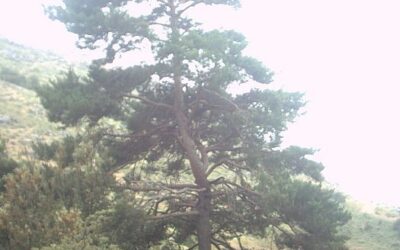 Jardín botánico de la Cortijuela