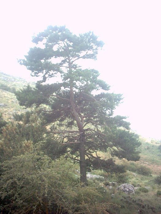 Jardin botanico de la Cortijuela