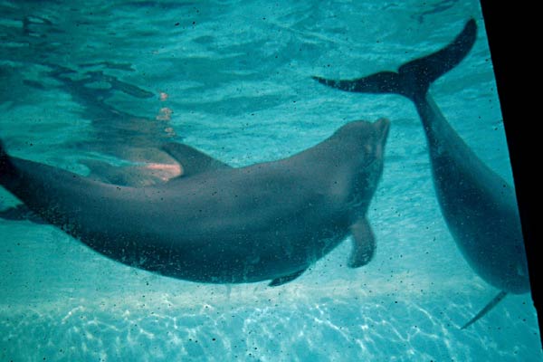 zoo acuarium madrid