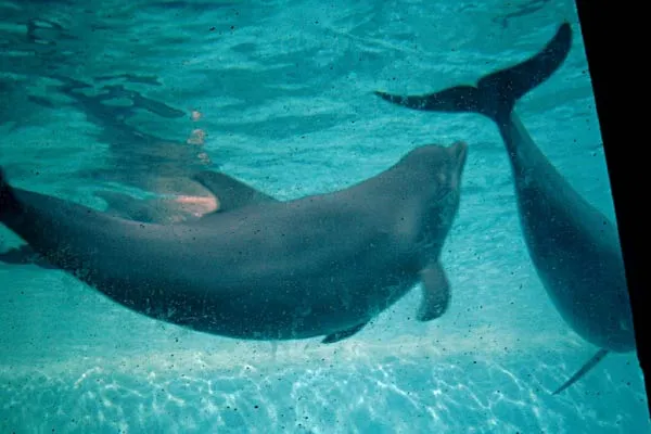 zoo acuarium madrid
