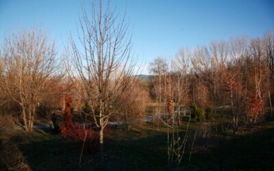 Arboreto Giner de los Ríos