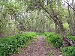 Arboreto de Todarcos