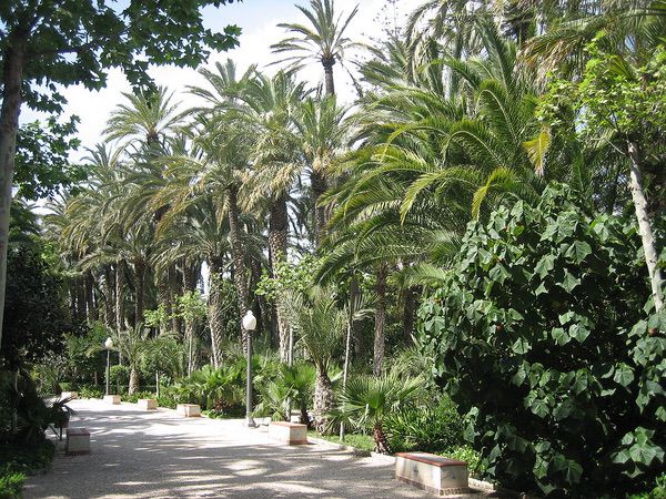 Huertos de Palmeras de Elche