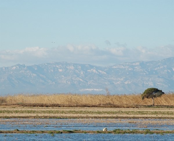 delta del ebro tarragona